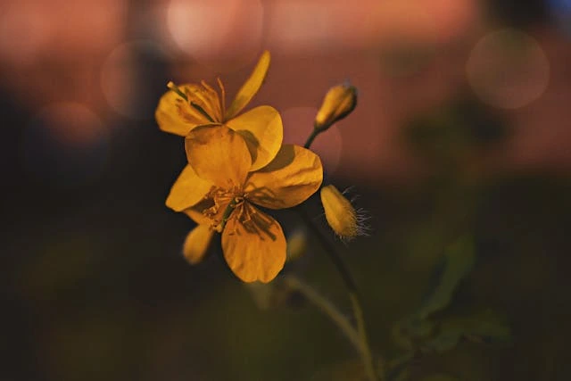 شعر قطره ای از وجود - پیوند با هستی و رهایی